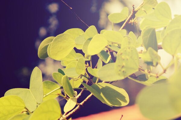 Young green leaves on a blue background