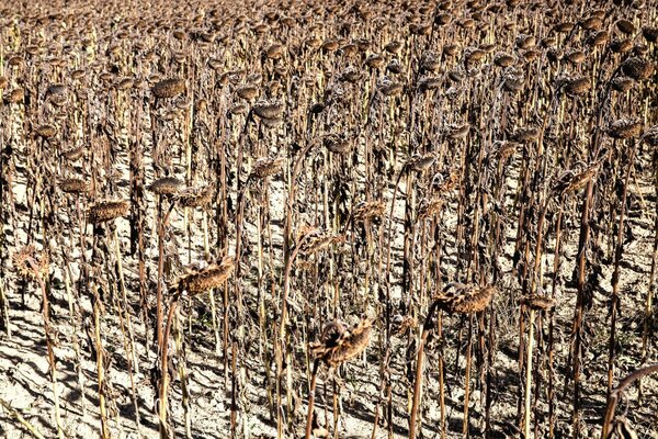 Foto Vintage de girasoles maduros listos para la cosecha