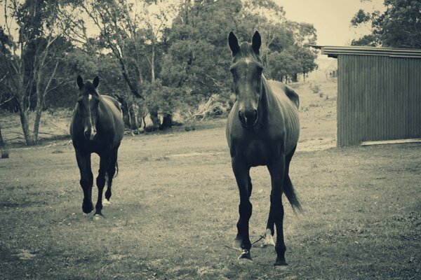 Foto en blanco y negro con caballos