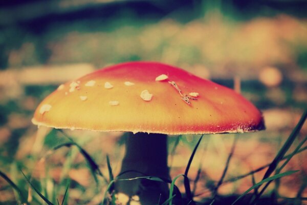 Autumn nature with mushroom fly agaric