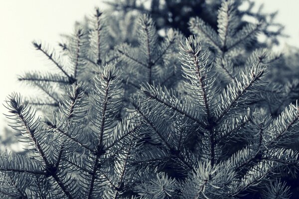 Pine branches in winter at Christmas