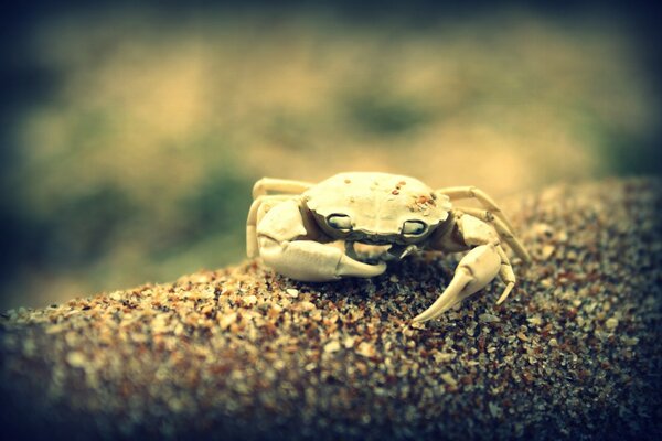 Photo d un crabe en approche sur le sable