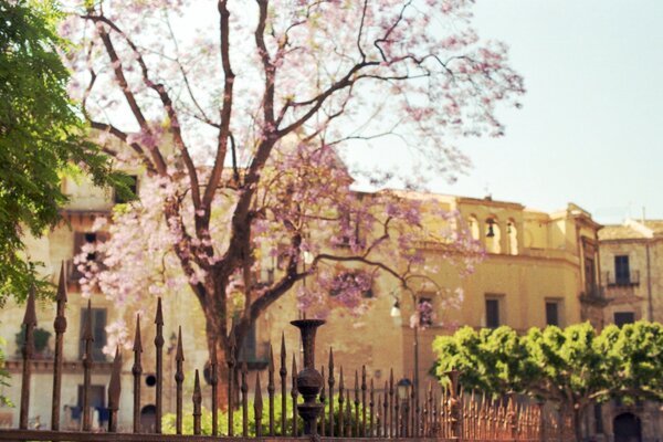 Árvore florescente, foto antiga, belo edifício