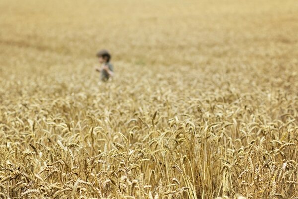 A boy in a field of harvest wheat