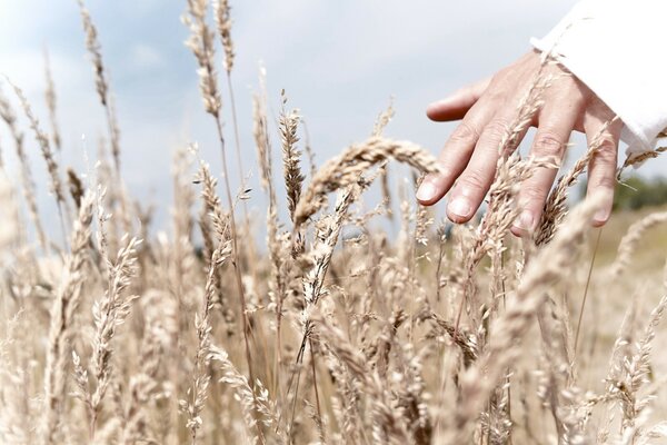 Natur Hand Roggen Sonne Weizen