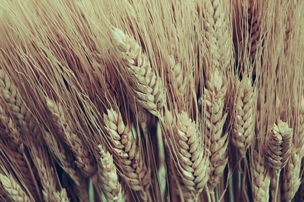 Close-up of golden dry ears