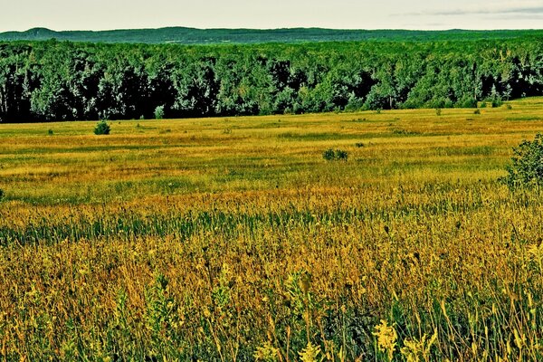 Field with yellow flowers