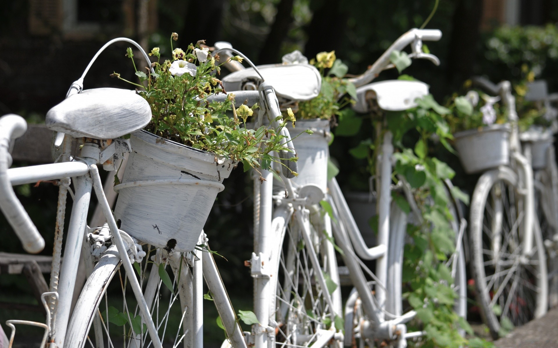 vintage ruota giardino natura bicicletta all aperto fiore posto estate di legno erba flora foglia