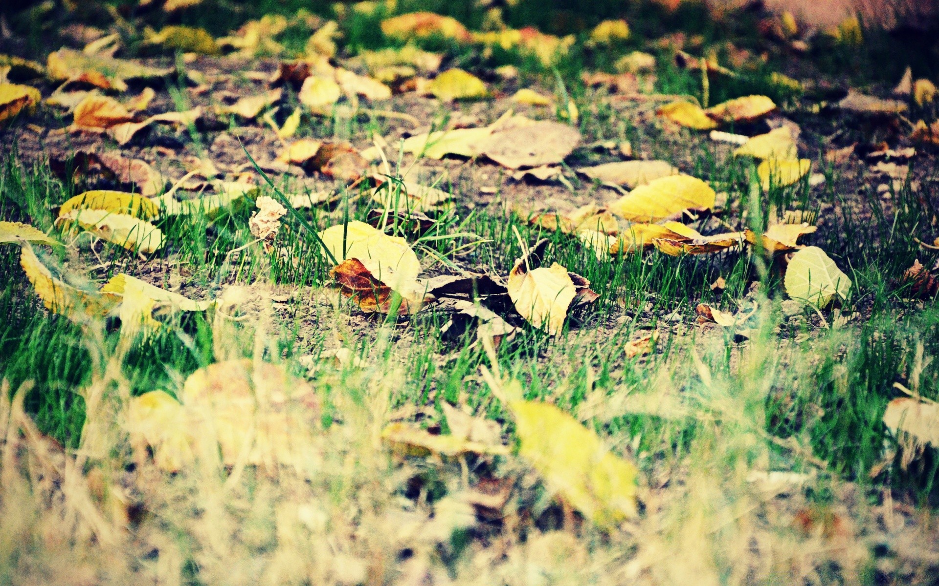 vintage nature grass outdoors flora color fall leaf season wood desktop summer beautiful park wild tree environment