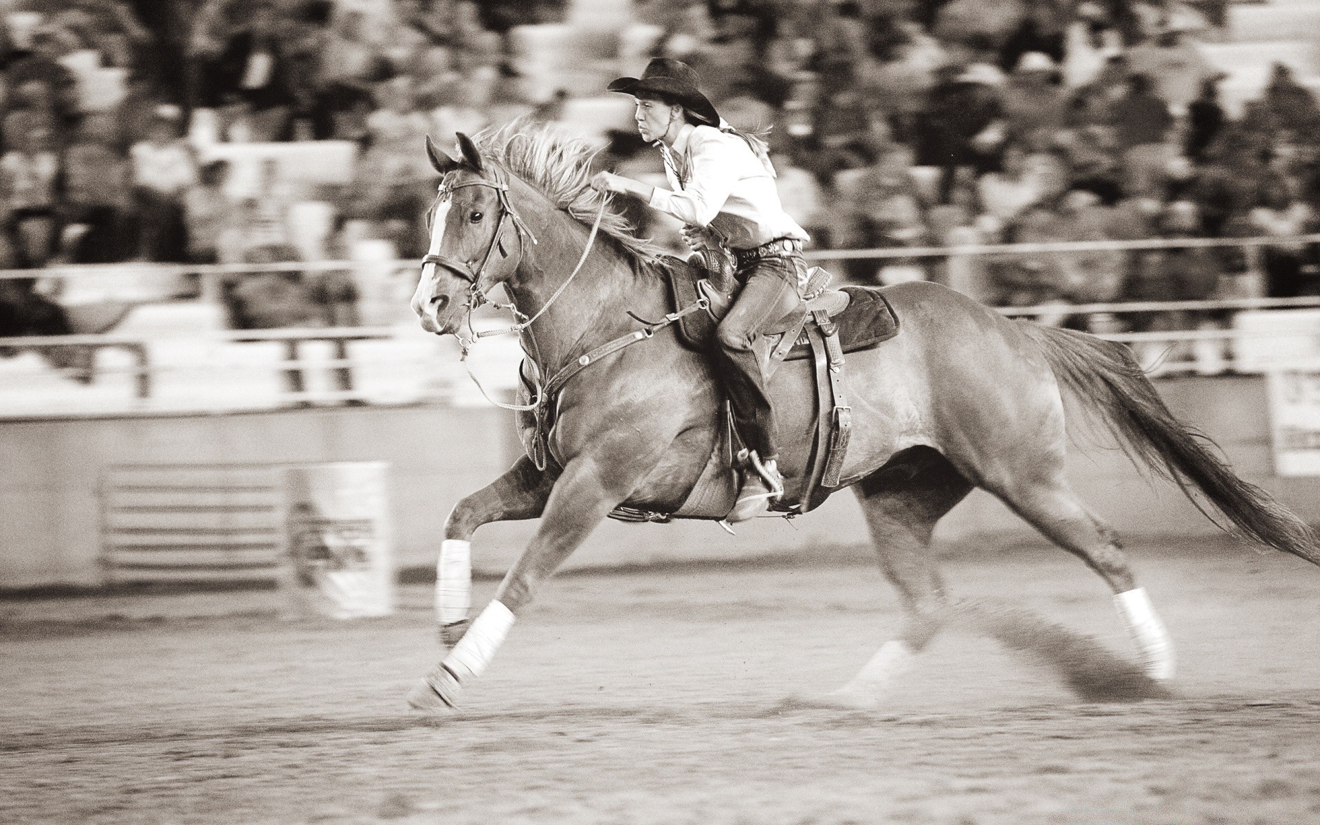 vintage at yarışma süvari eylem yarış hareketler hızlı grup acele et birçok