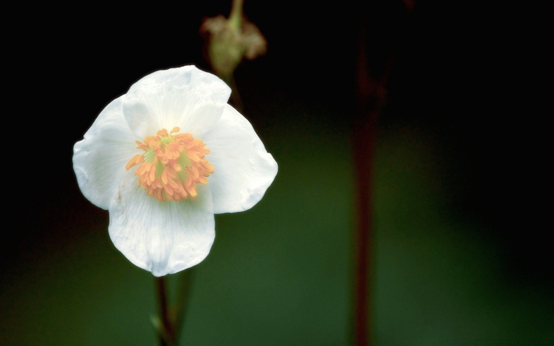 vintage flower nature flora blur leaf delicate growth