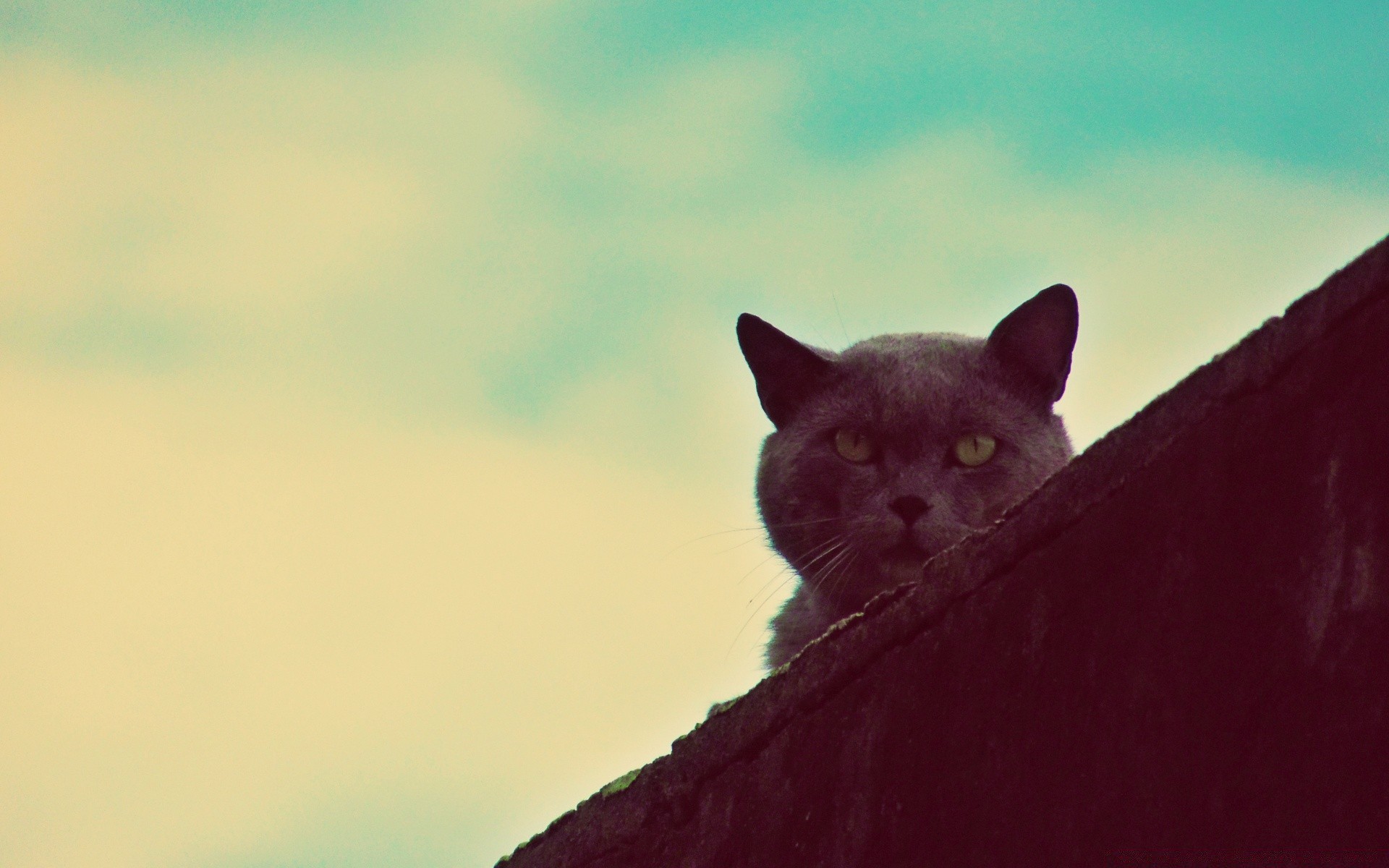 vintage mammifère chat animal unique portrait animal de compagnie nature à l extérieur oeil la faune