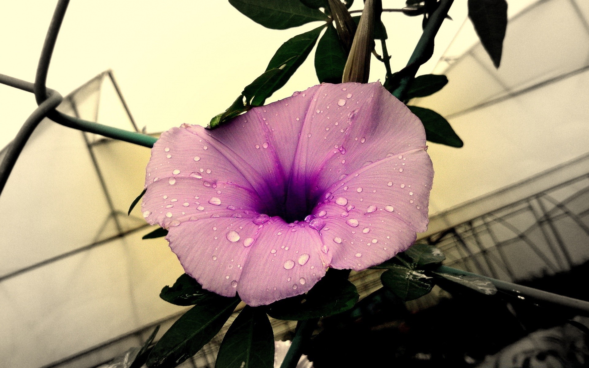 年份 花 自然 植物 叶 颜色 花园