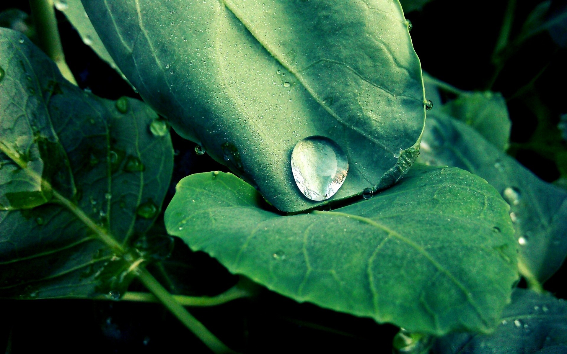 jahrgang blatt natur flora regen fallen steigen schließen garten wasser essen tau nass desktop frische farbe