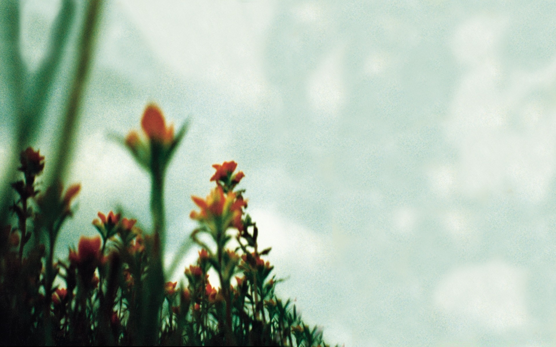 vintage naturaleza flor desenfoque al aire libre hoja verano crecimiento flora hierba