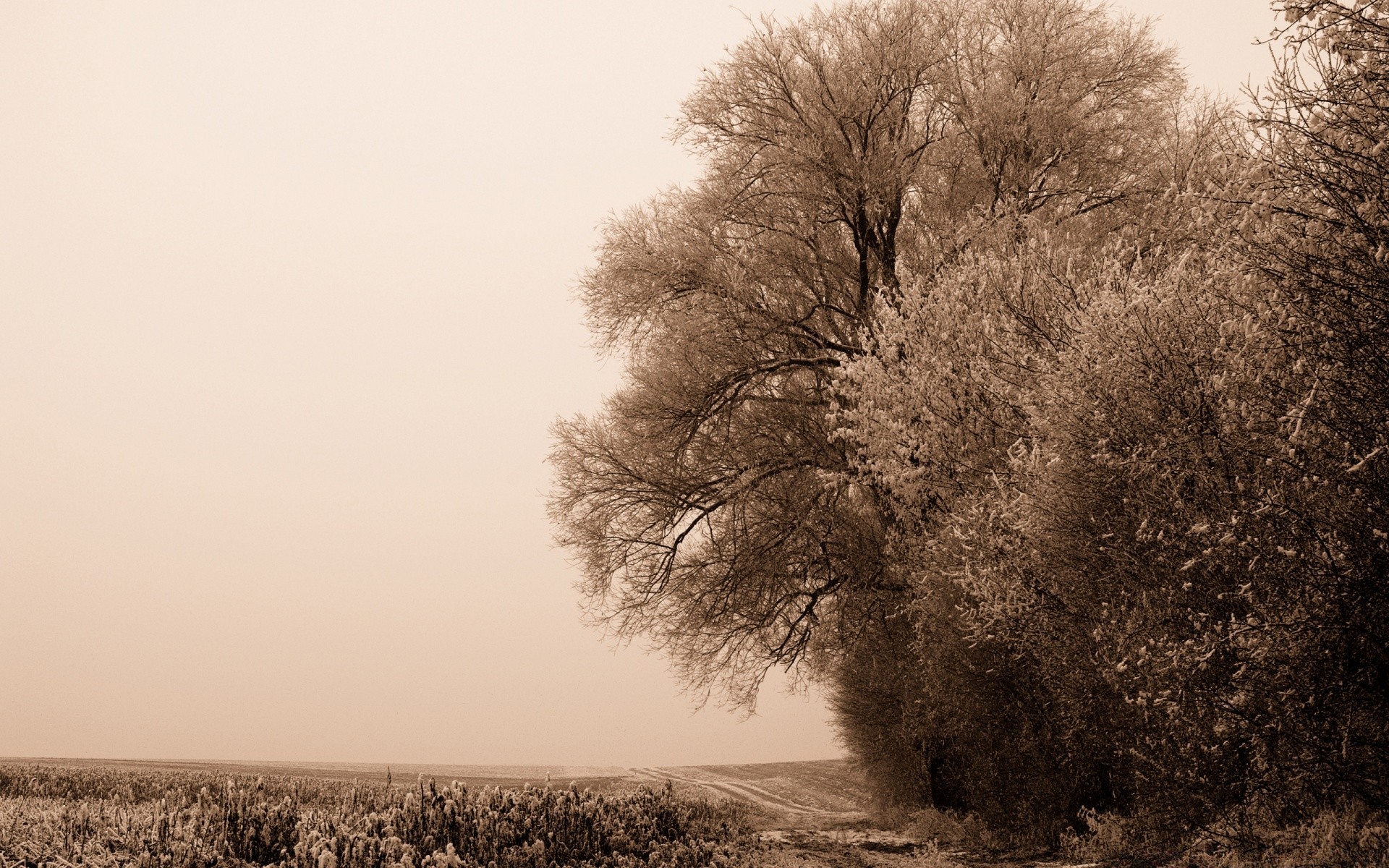 vintage invierno paisaje niebla árbol amanecer nieve naturaleza niebla madera otoño escarcha solo campo tiempo frío al aire libre sol