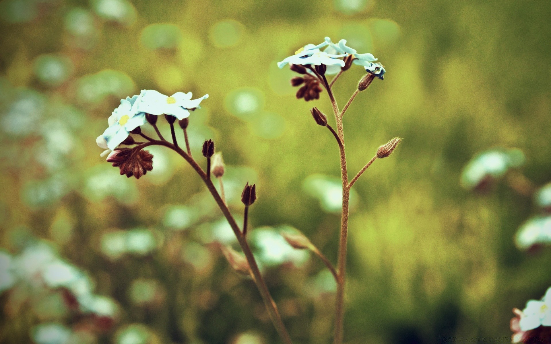 vintage fleur nature à l extérieur flore été feuille beau temps lumineux couleur jardin herbe