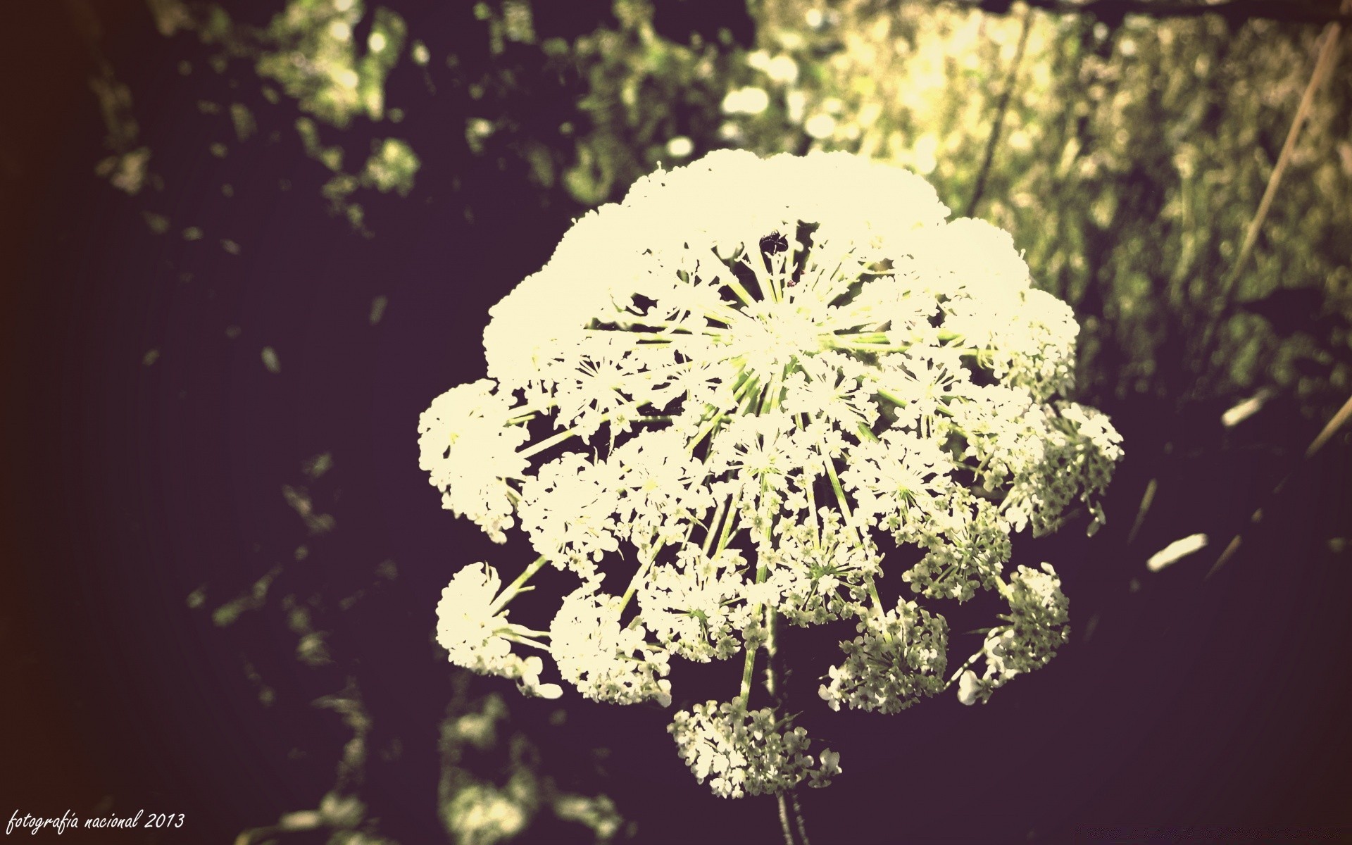 vintage natureza flor flora folha ao ar livre temporada decoração verão crescimento árvore desktop