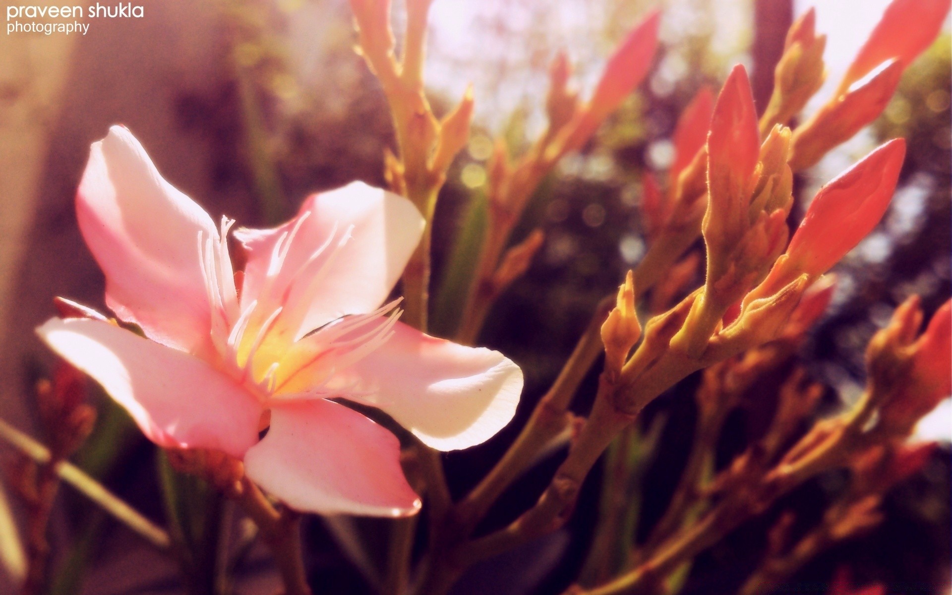 vintage natura fiore foglia flora all aperto luminoso estate tropicale crescita petalo giardino delicato