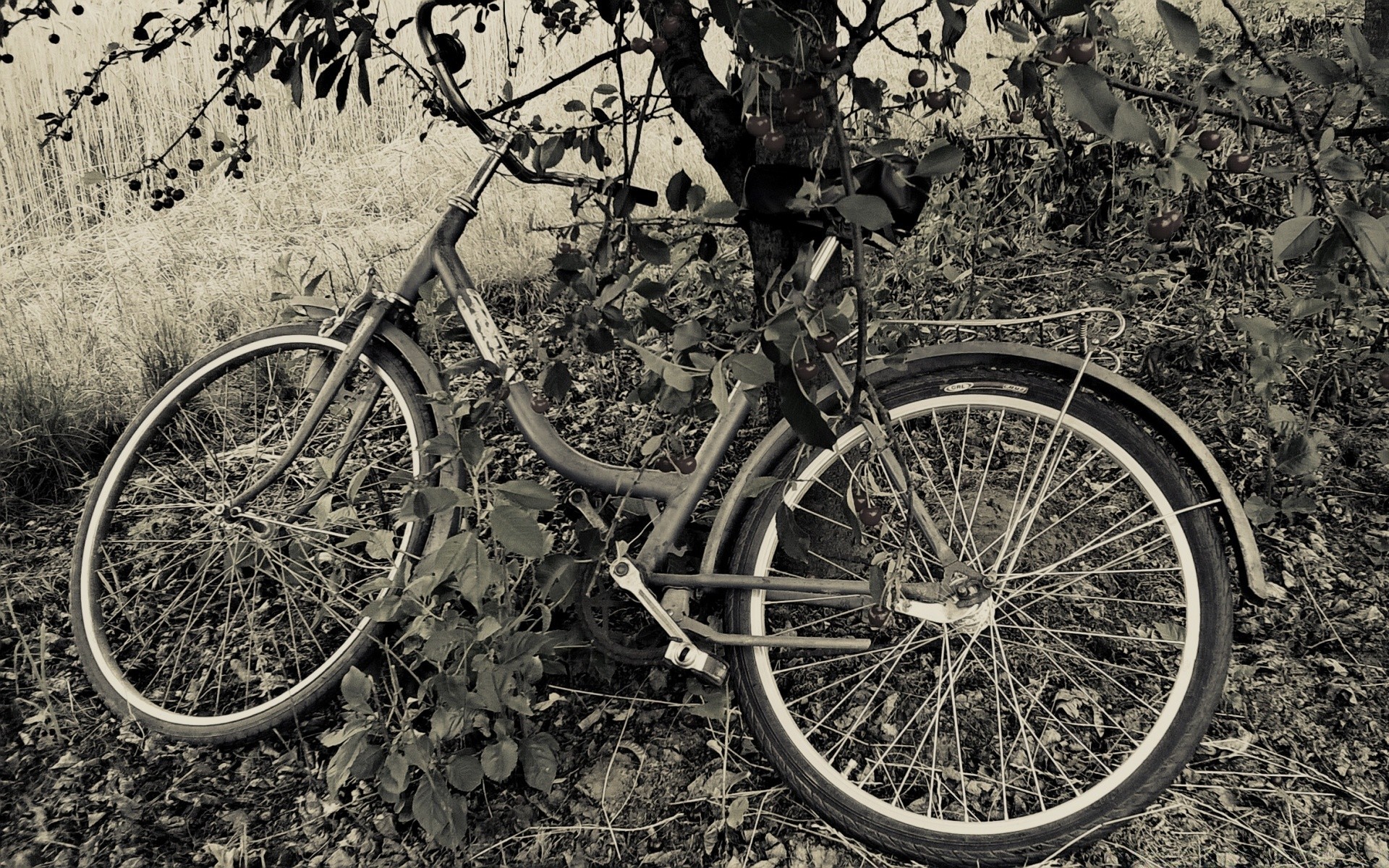 vintage rodas bicicleta diz monocromático sistema de transporte ao ar livre natureza pneus retro madeira velho carro árvore