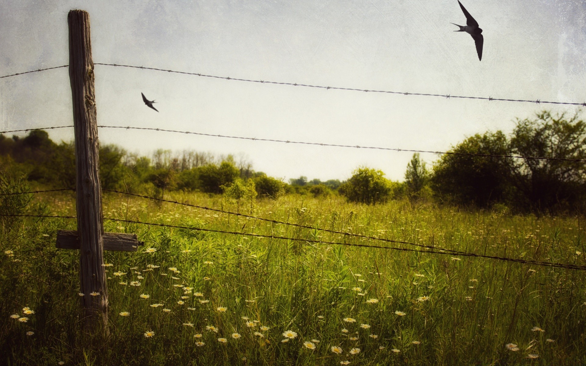 vintage outdoor wire fence bird nature landscape daylight 铁丝网 耕地 天空 自由 草 wildlife environment tree military one agriculture