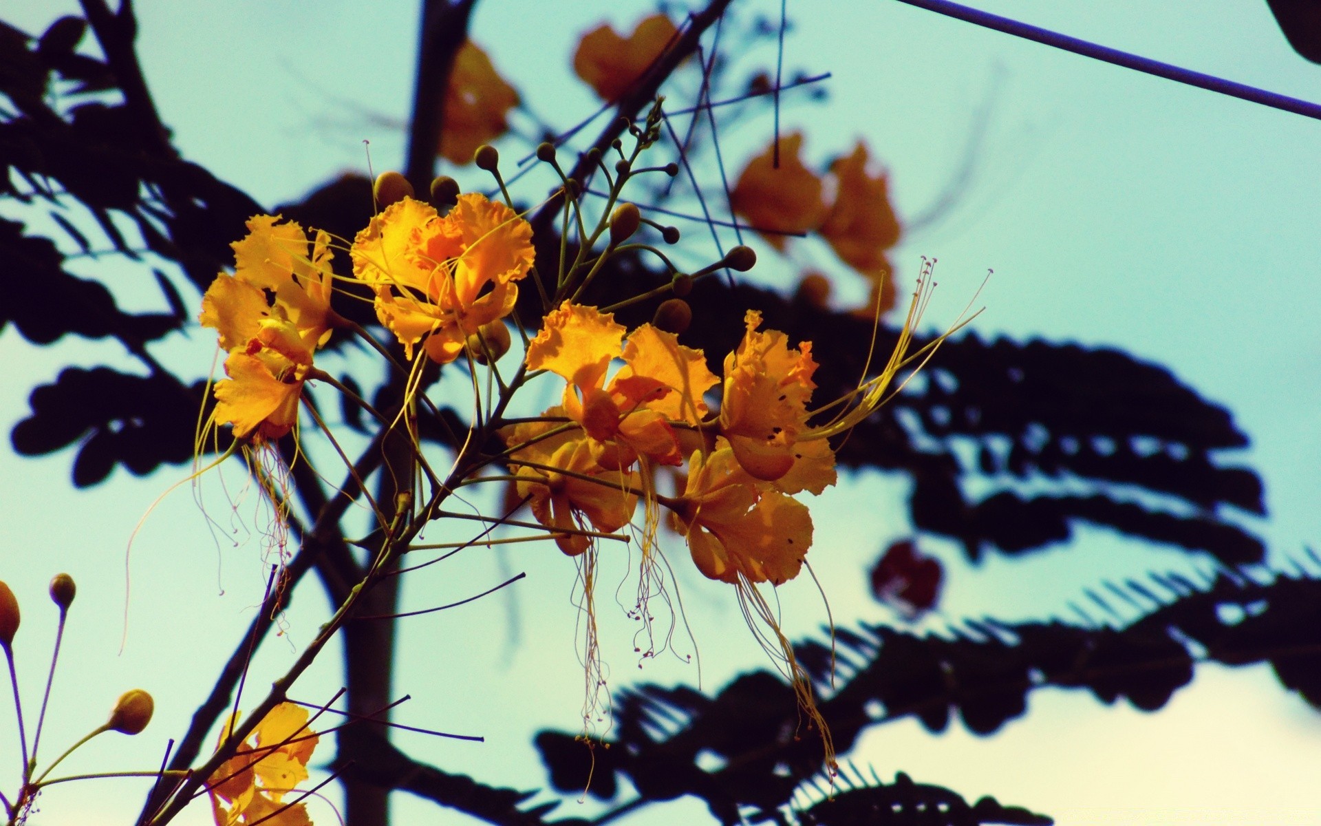 vintage nature leaf flower flora fall color bright blur summer outdoors