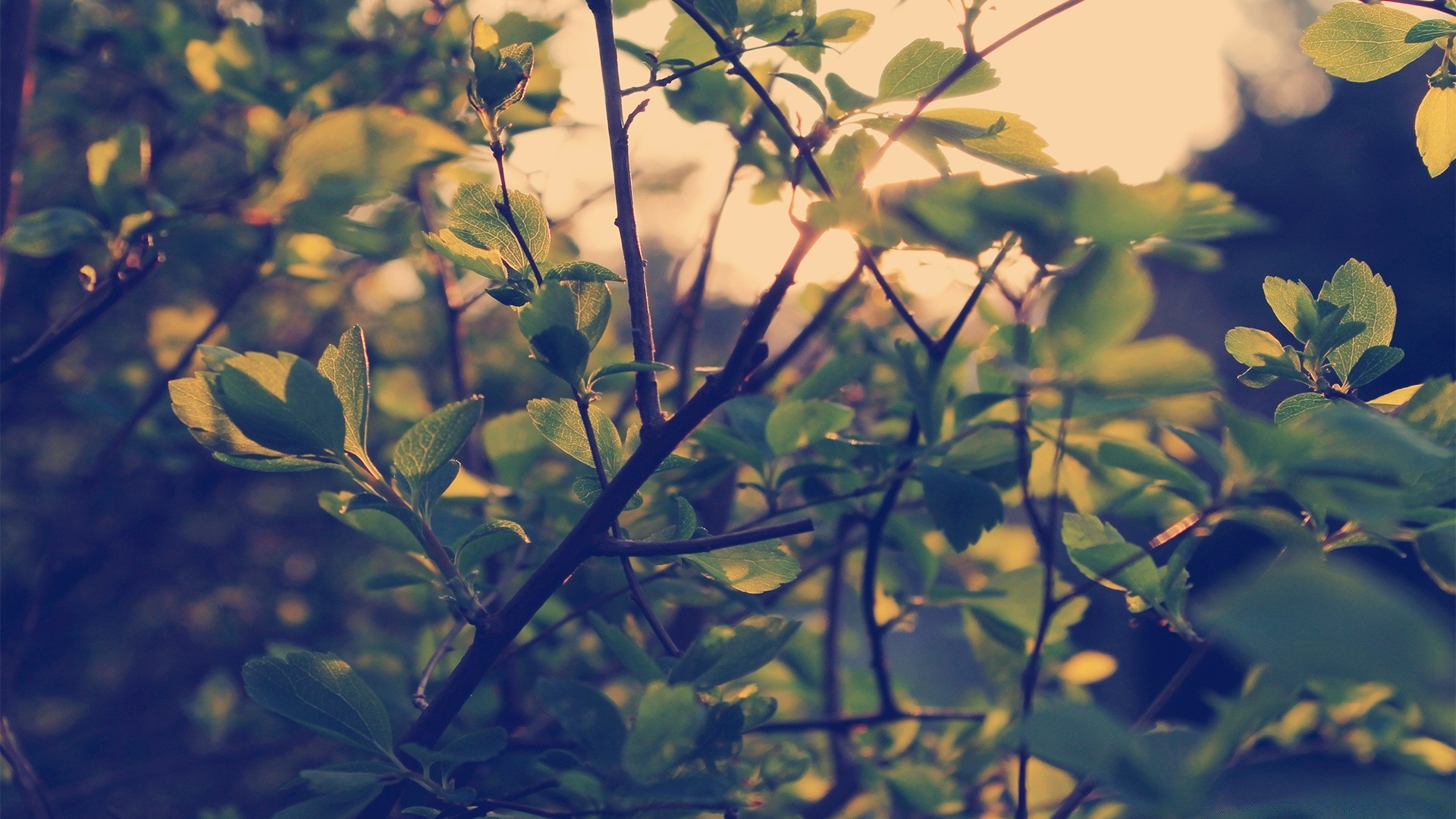 vintage foglia flora albero natura fiore desktop colore all aperto giardino ramo luce crescita close-up estate ambiente