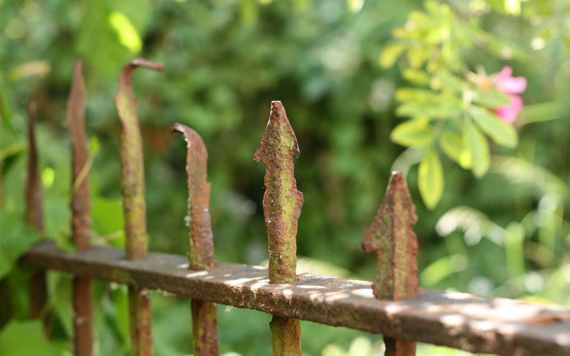 vintage leaf nature flora garden outdoors growth summer wood tree