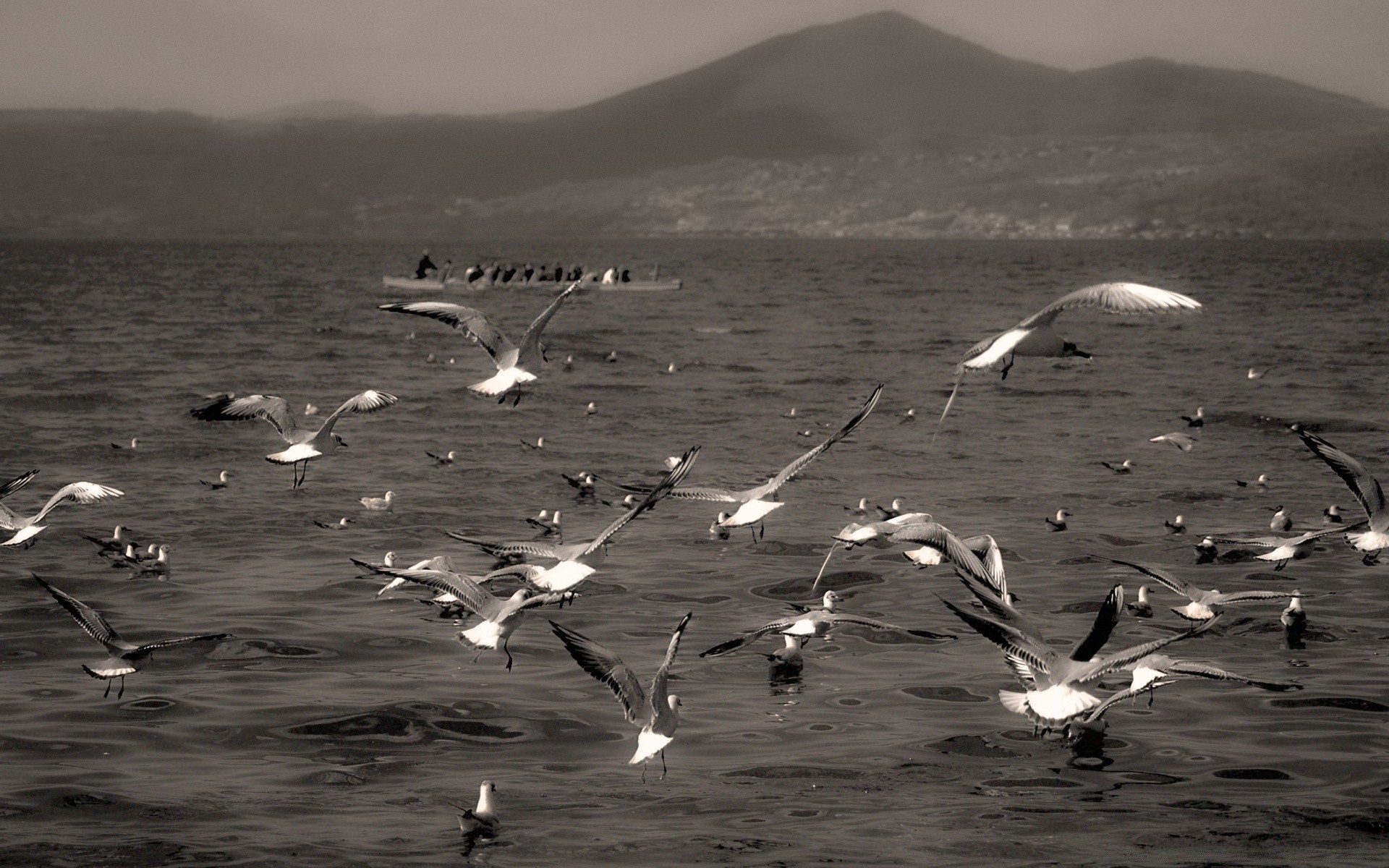 vintage bird seagulls sea ocean water beach fly flight wildlife lake seashore nature animal reflection landscape sky monochrome wind wave