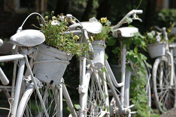 Vintage bicycles with flowers