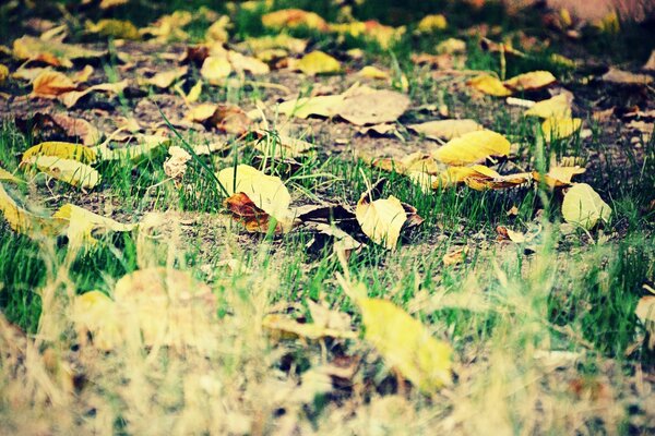 Fallen autumn leaves shine