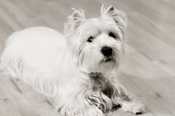 Cute dog in black and white