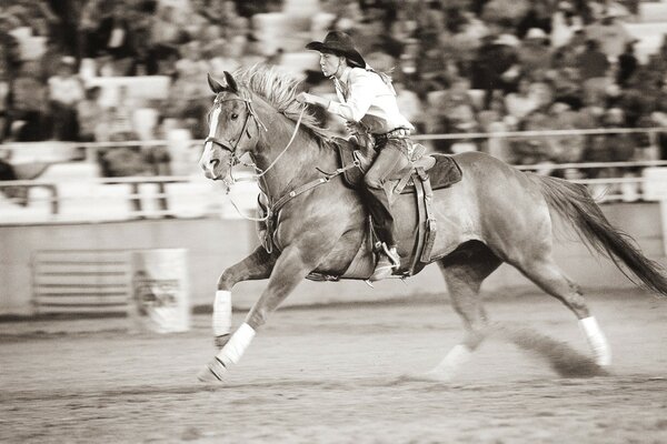 Horse racing with a rider photo in high quality