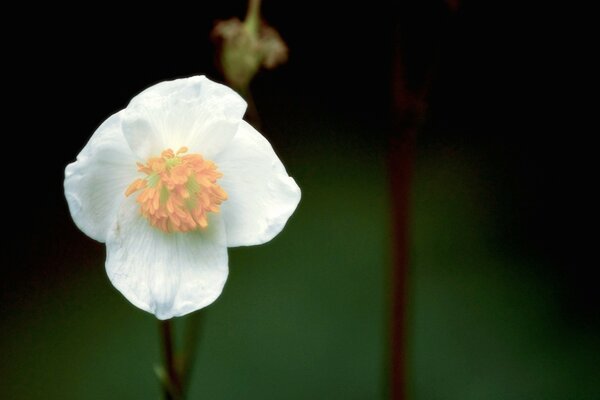 A white flower on a green background