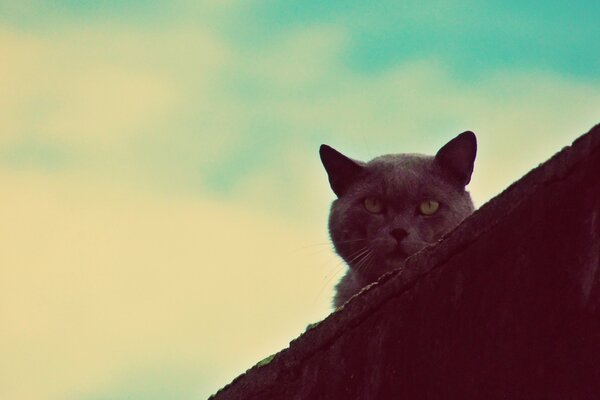 Katze auf dem Hintergrund von Himmel und Wolken