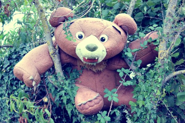 Ours en peluche oublié dans la forêt