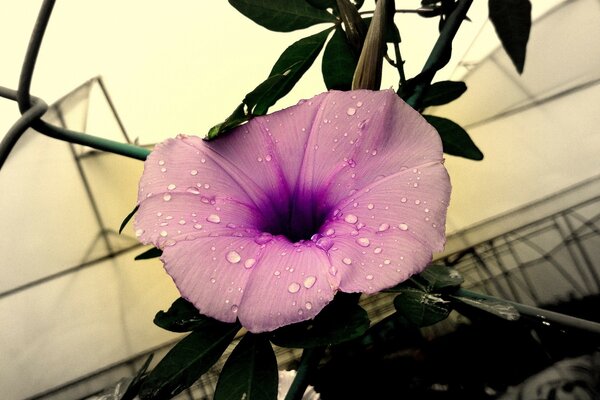 Purple flower close-up