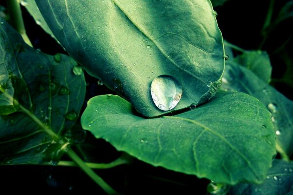 Dew drips down the fern leaf