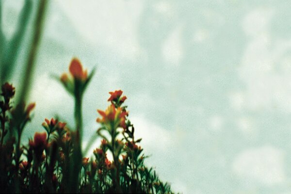 لقطة عتيقة للنباتات على خلفية ضبابية