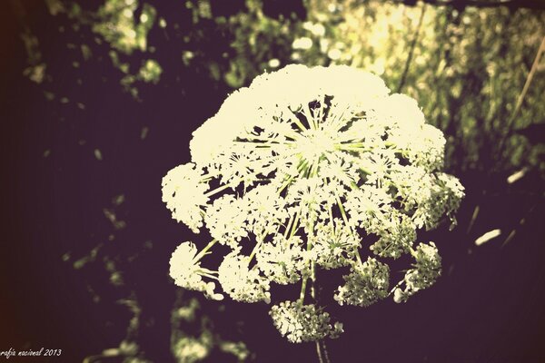 Flower in the forest in vintage style