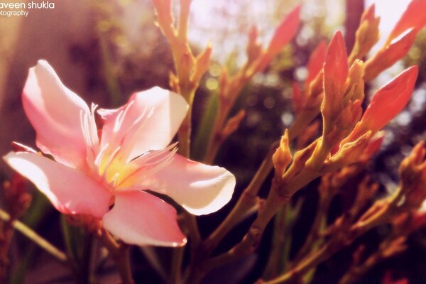 Flore photos de fleurs nature