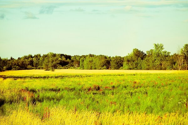 Paisagem natural do longo campo