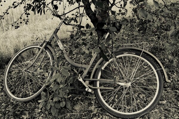 Bicicletta sotto il ciliegio