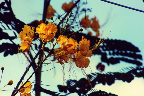 Flor con color de fuego en la naturaleza