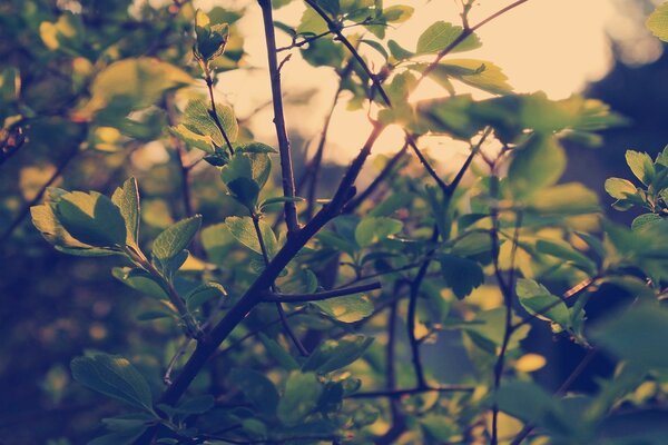 Branches and leaves of trees in dark colors