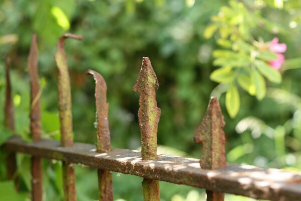 Old iron fence on a background of leaves