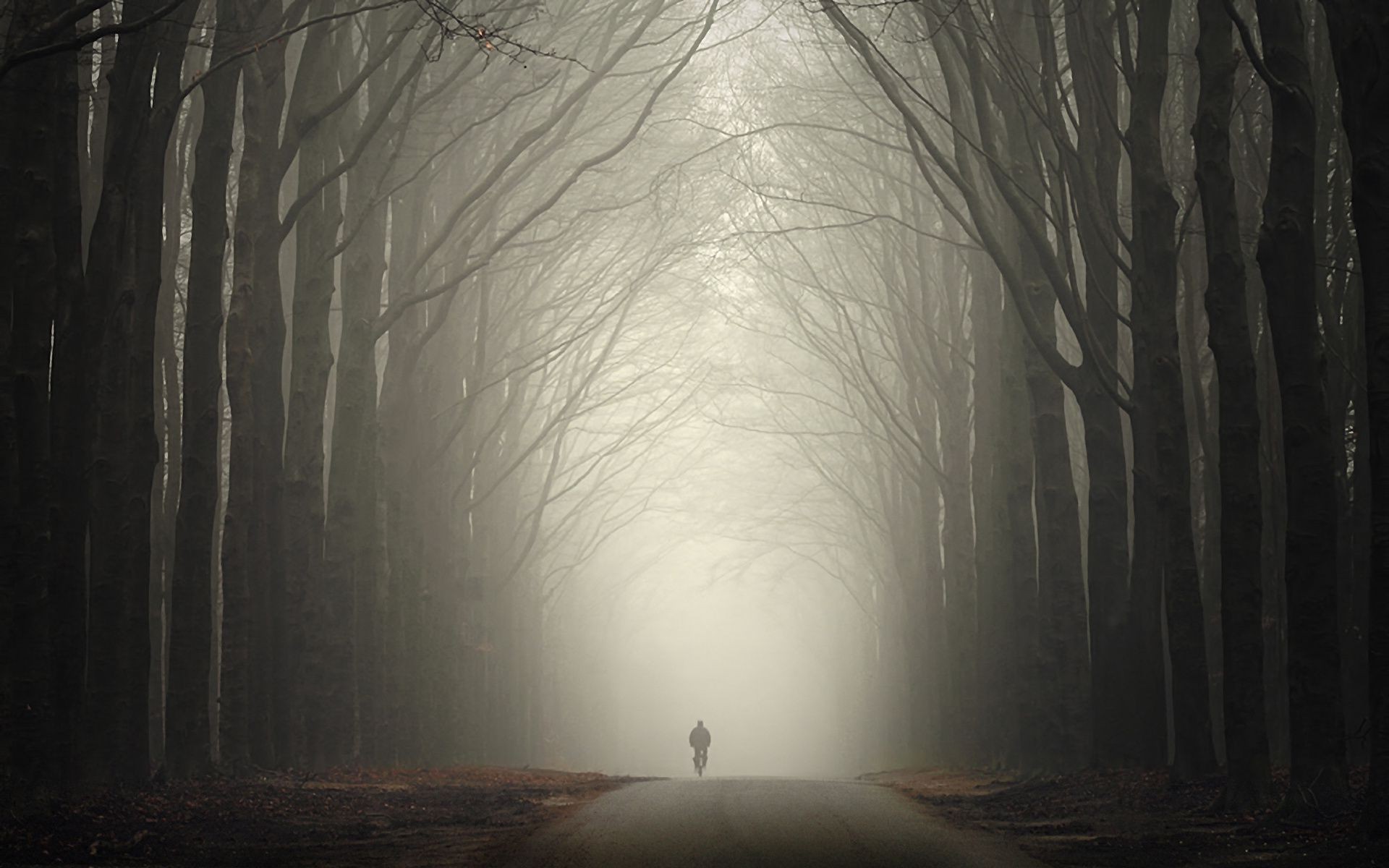 strada luce albero inverno nebbia paesaggio legno scuro ombra alba neve autunno nebbia