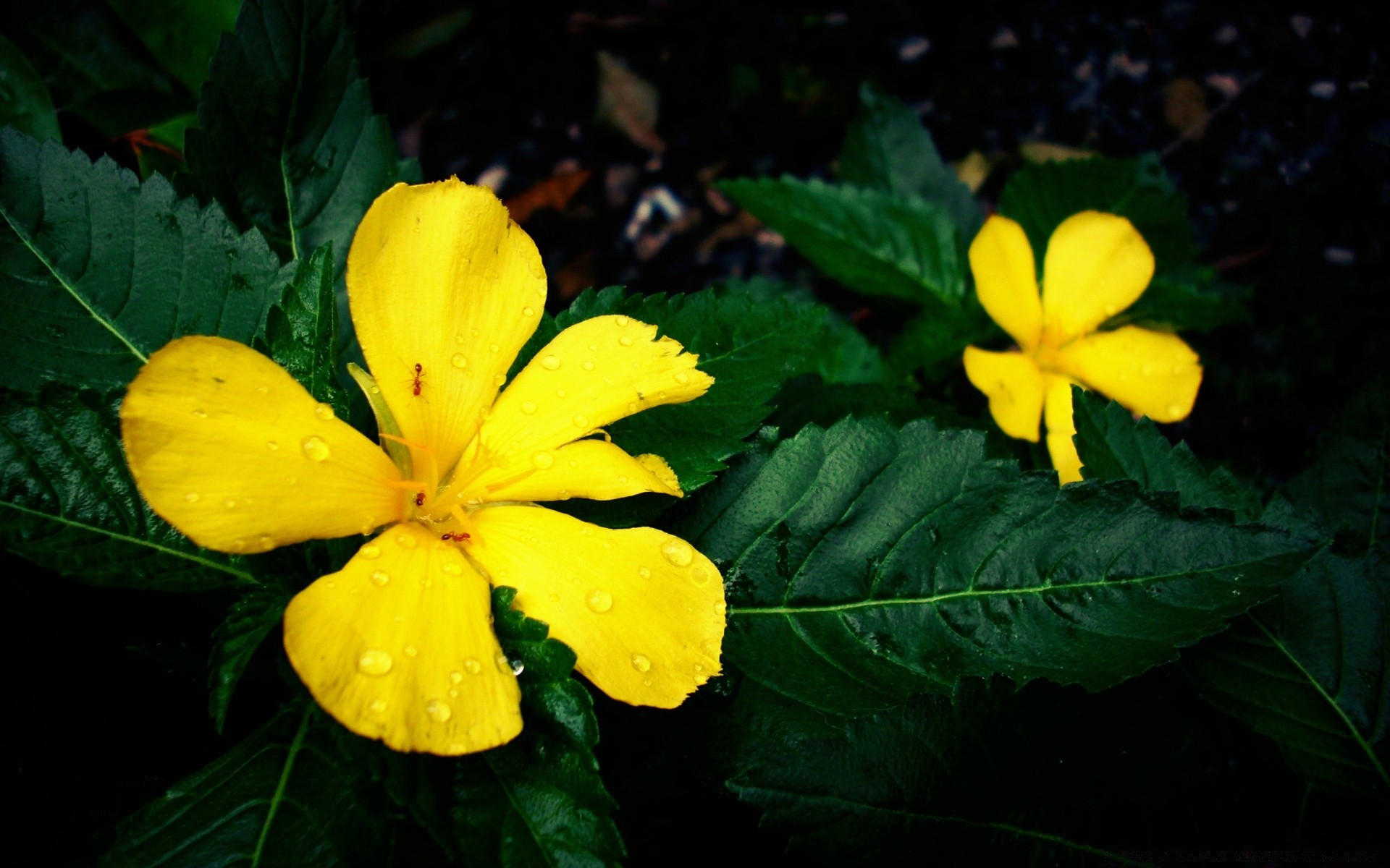 vintage natureza folha flora flor jardim verão crescimento pétala blooming floral exterior brilhante cor tropical bela