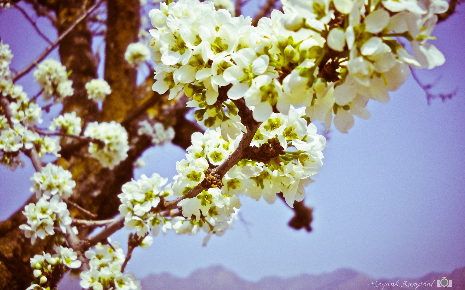 vintage fiore natura ciliegio flora stagione ramo albero fiore petalo crescita foglia floreale all aperto luminoso giardino bel tempo close-up estate colore