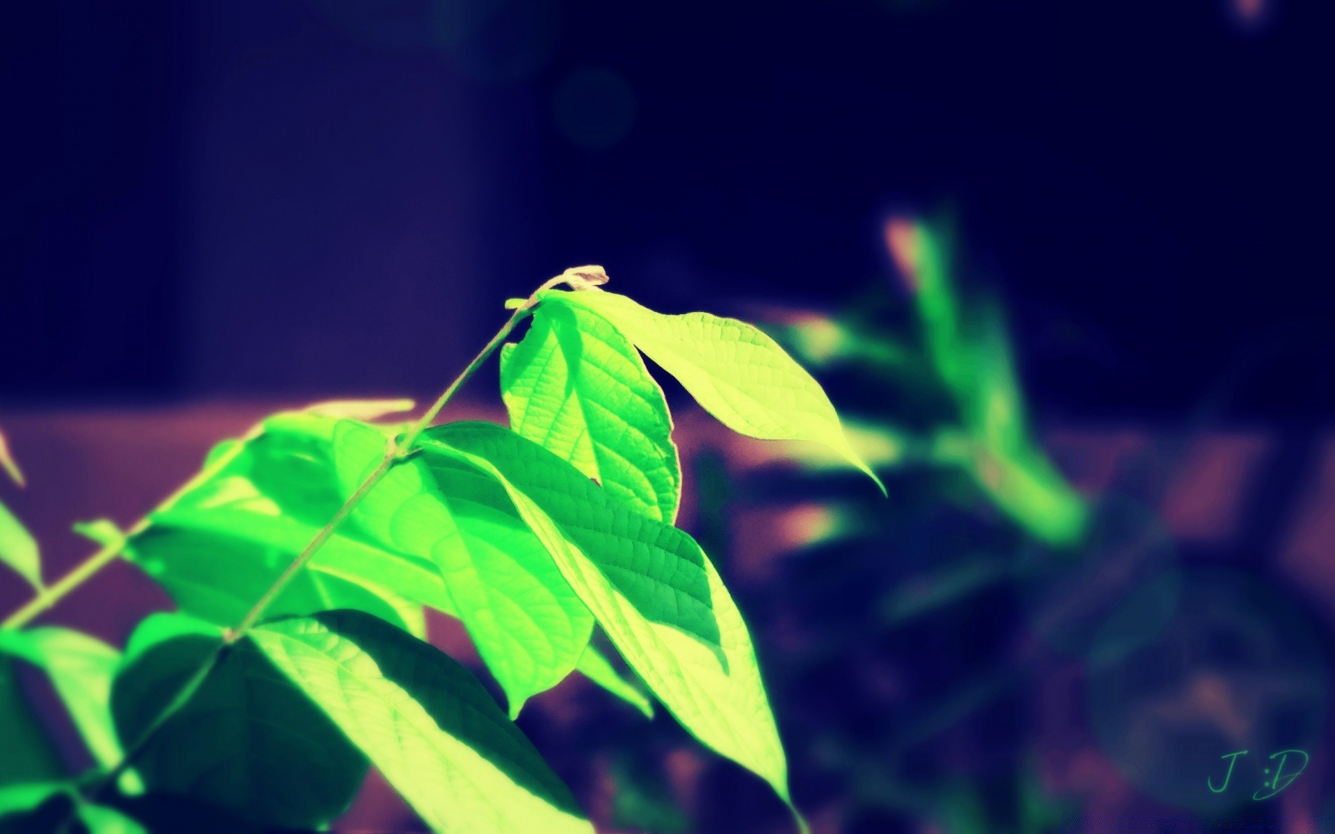 vintage leaf flora natura środowisko wzrostu światło ogrodowe na zewnątrz lato kolor jasne drzewo pulpit